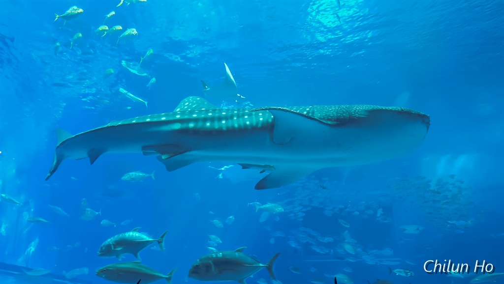沖縄美ら海水族館